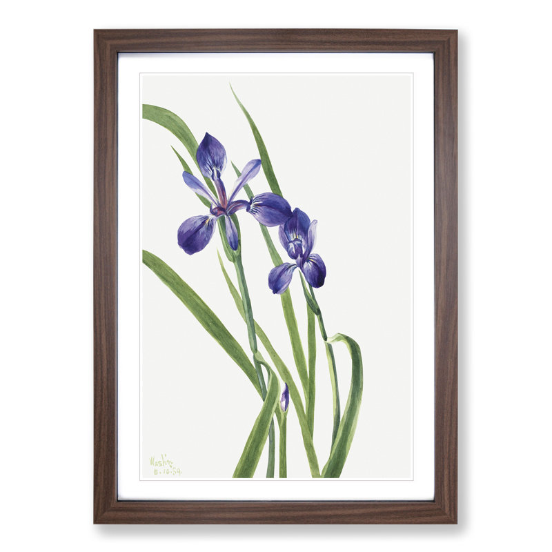 Iris by Mary Vaux Walcott - Picture Frame Painting, 48cm H x 36cm W x 2cm D, Walnut
