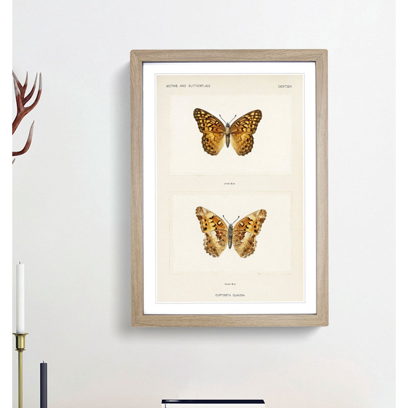Variegated Fritillary Butterfly by S.F. Denton - Picture Frame Painting Print, 36cm H x 48cm W x 2cm D, Oak Framed