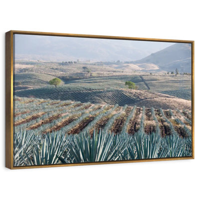 Téquila Jalisco Agave Field