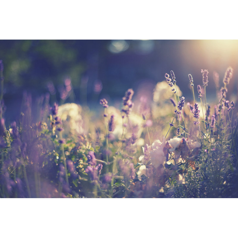 Lavender by Rike_ - Wrapped Canvas Print, 30cm H x 46cm W x 3.8cm D