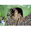 Toad House