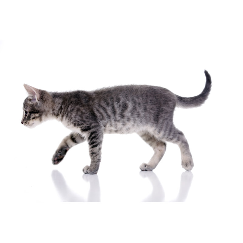 Kitten Walking by Milamphotos, 32" H x 48" W