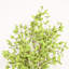 Branche de feuilles d'eucalyptus artificiel de 36 po pour remplissage de vase-298288712