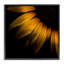 Tournesol avec gouttelettes encadrées, estampe numérique, design par Brian Carson-2103554031-2103554029
