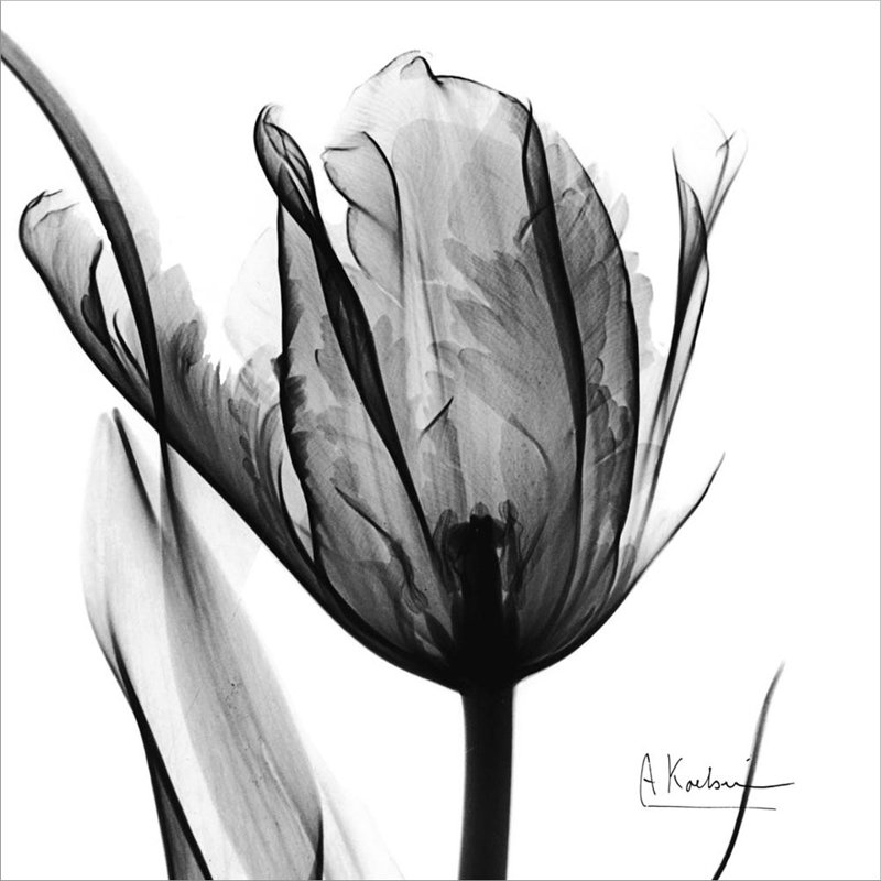 «High Contrast Tulip» par Albert Koetsier - Peinture d'un seul cadre