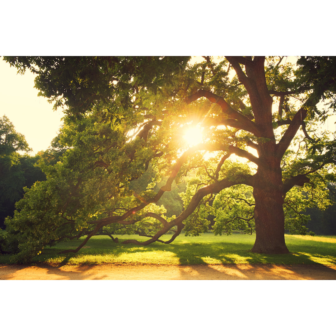 Leinwandbild Alter großer Baum im Park von Thomas Zsebok