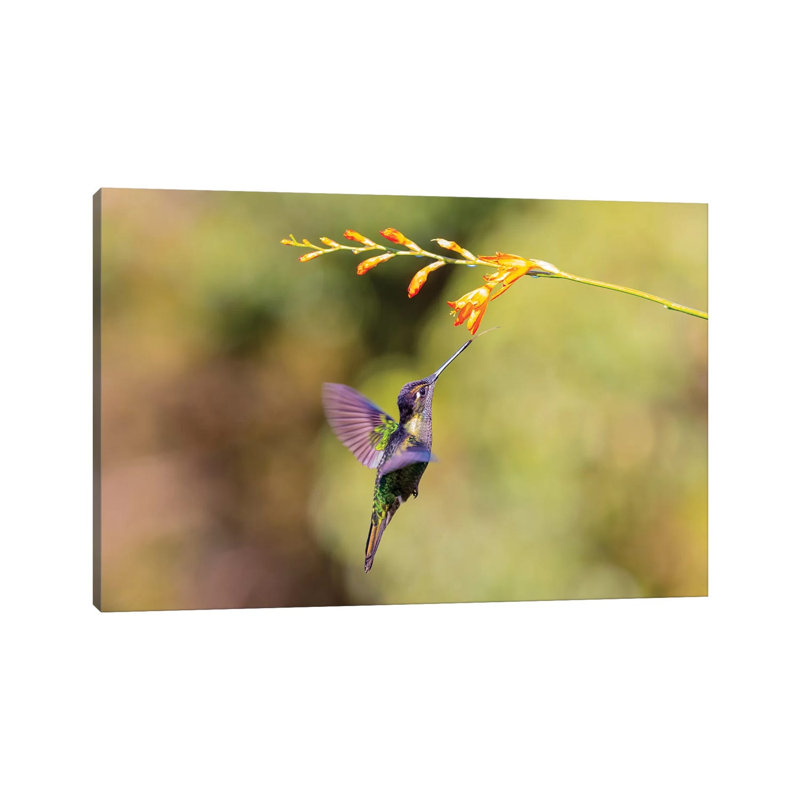 Central America, Costa Rica. Male Talamanca Hummingbird Feeding. by Jaynes Gallery - Wrapped Canvas Print