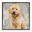 Chien souriant Labradoodle avec motif de gris et beige-71019092-71019093
