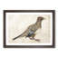 Pigeon by Katsushika Hokusai - Picture Frame Painting Print-55583532-55583533