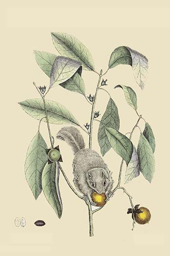 " Ground Squirrel " by Catesby Catesby, 42" H x 28" W x 1.5" D
