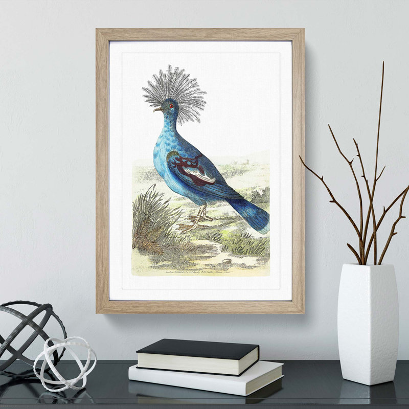 Crowned Pigeon by George Shaw - Framed Print, 36cm H x 27cm W x 2cm D, Oak Framed