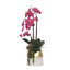 Orchid in Pot