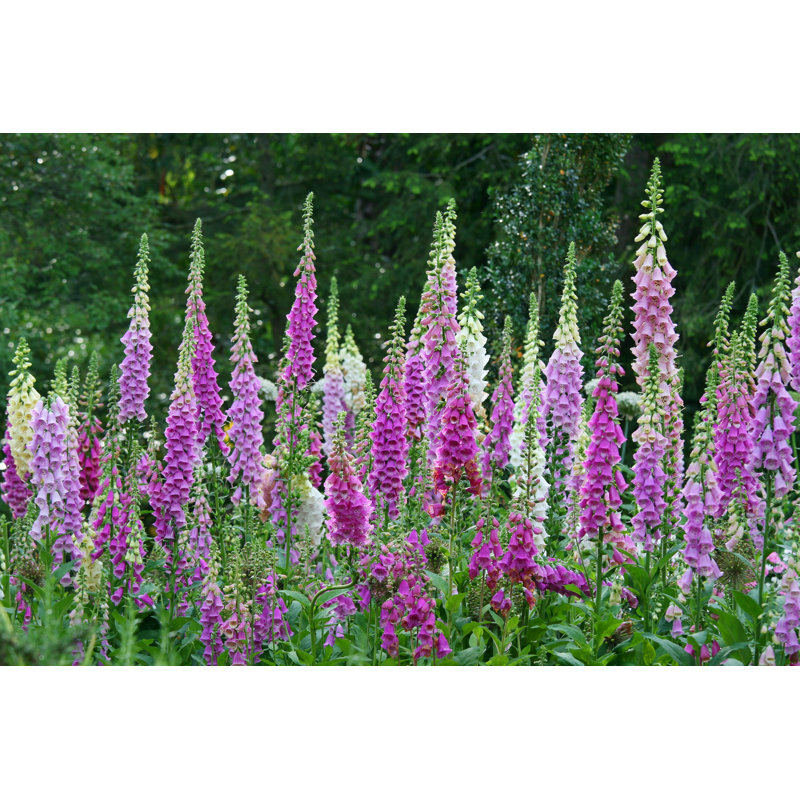 Foxglove par courriel2Ying - photographie sur toile tendue, H 8 po x l 12 po