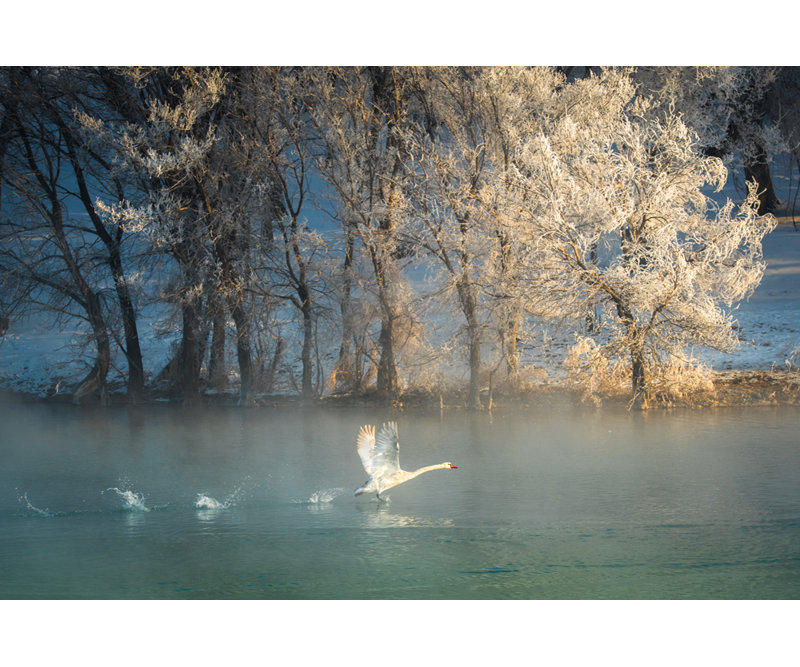 Spirit of a Swan - Reproduction de giclée sur toile tendue avec châssis, H 26 po x l 32 po x P 1,5 po