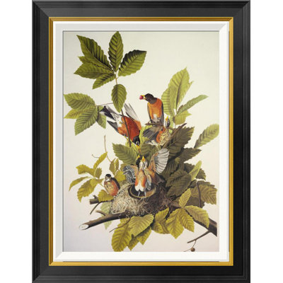 " American Robin " by James Audubon
