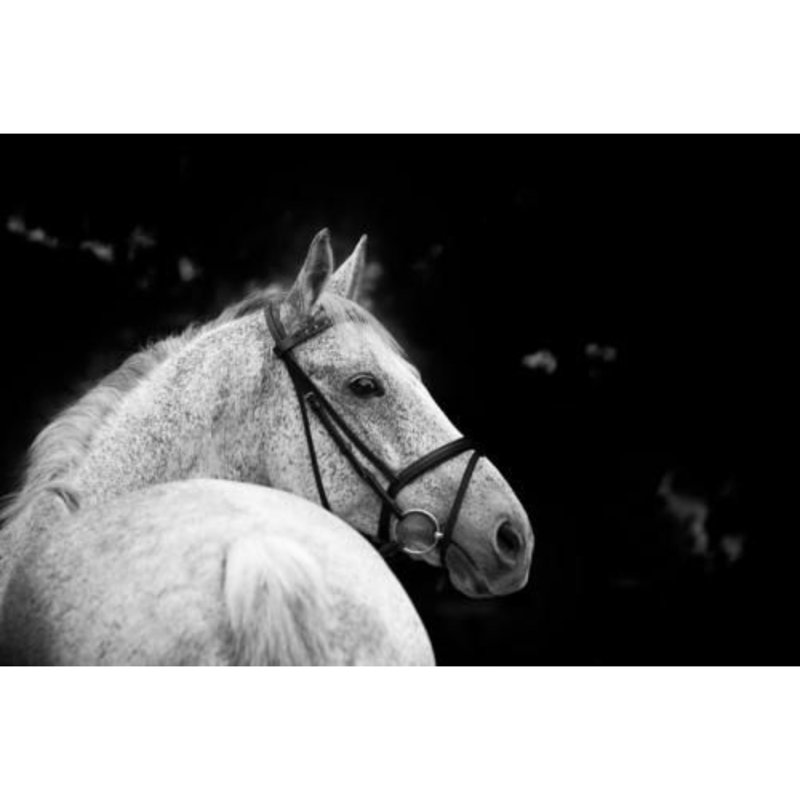 Bridled Beauty - Wrapped Canvas Art Prints, 30cm H x 46cm W