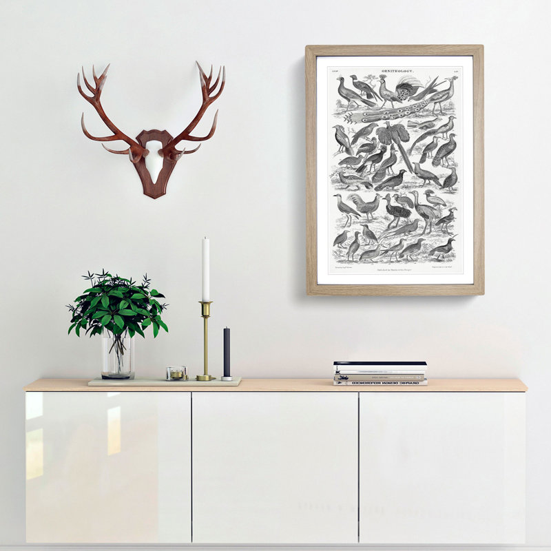 Ornithology Study of Birds LXX by Oliver Goldsmith - Picture Frame Drawing Print, Oak Framed, 87cm H x 62cm W x 2cm D