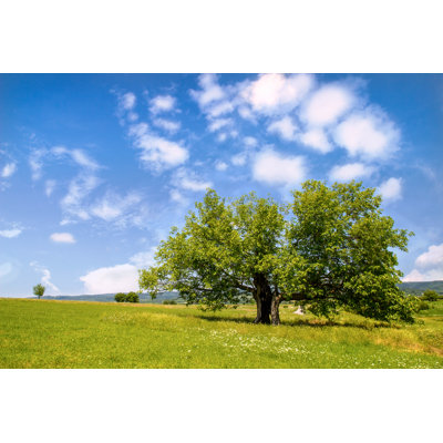 Mulberry Tree - Wrapped Canvas Print