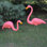 Piquets de jardin d'extérieur à flamants roses tropicaux 33 po