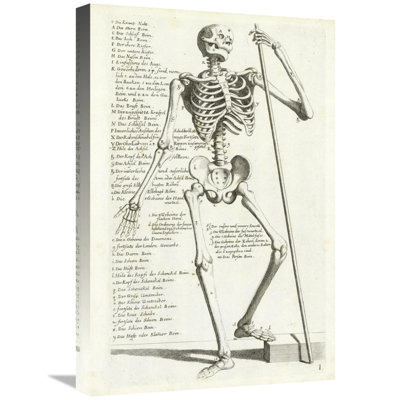 " Anatomical Diagram Showing Human Skeleton Front View With Legends "
