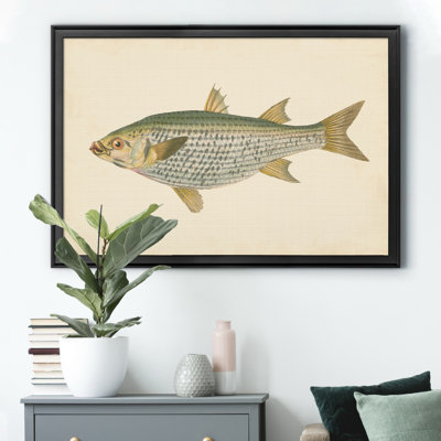 «Donovan Antique Fish IV», impression sur toile encadrée