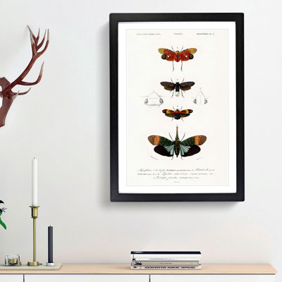 Moth Illustrations Pl.5 by Charles d' Orbigny - Picture Frame Painting Print