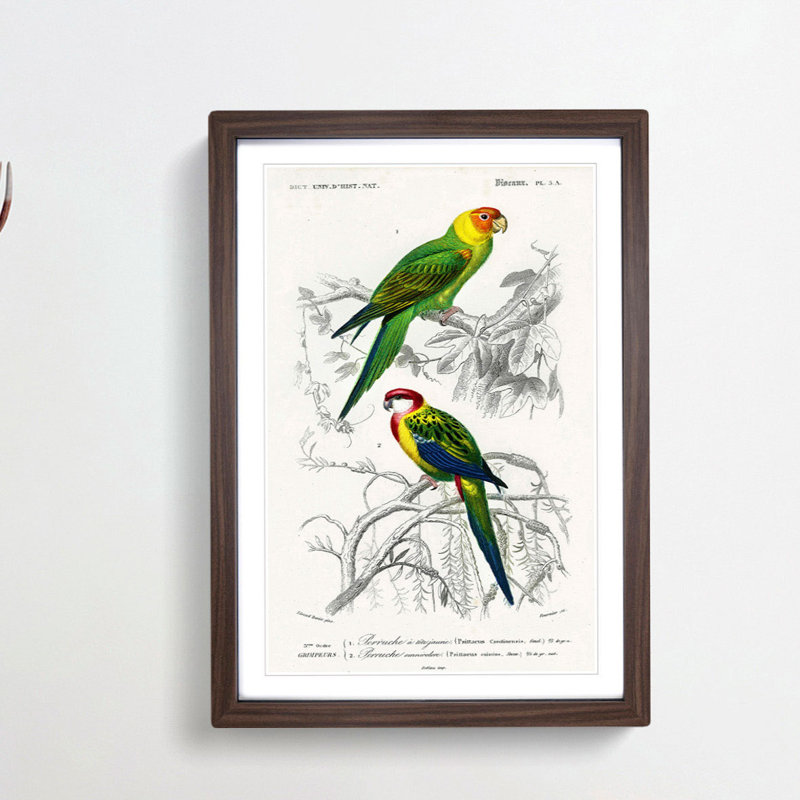 Parrot Illustrations by Charles dOrbigny - Framed Print, 48cm H x 36cm W x 2cm D, Walnut Framed