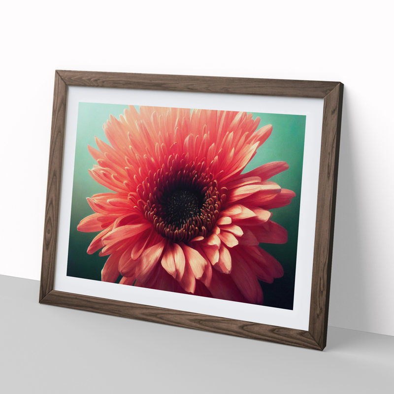 XH1022-8366X Striking Chrysanthemum Flower - Single Picture Frame Print, 34cm H x 46cm W x 2cm D, Walnut Framed