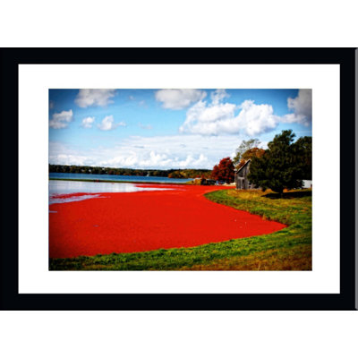 " Cranberry Bog Cape Cod " Print