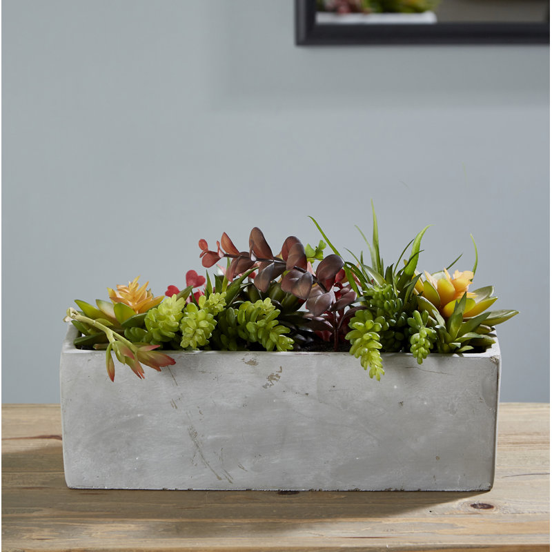 Sydnee 19cm Succulent in Cement Planter