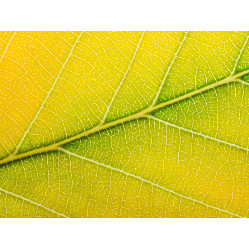 Autumn Leaf Print by Philippe Monthoux, 24" H x 32" W, Wrapped Canvas