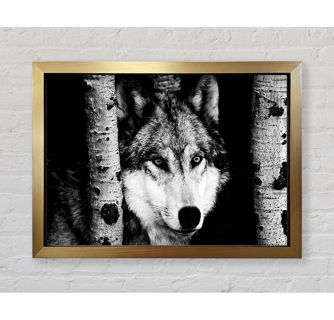 Wolf Starren - Drucken