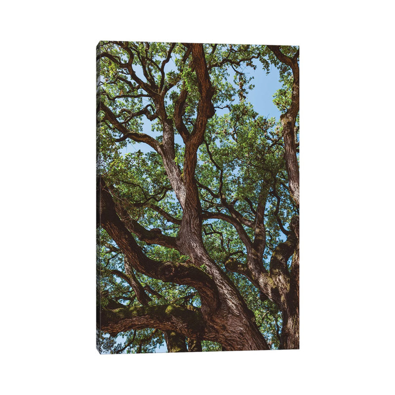 Texas Cottonwood by Bethany Young - Print on Canvas, 30.48cm H x 20.32cm W x 1.91cm D, Wrapped Canvas
