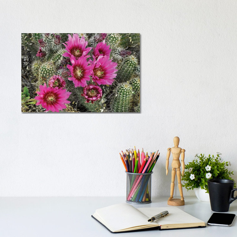 Hedgehog Cactus Flowering, Arizona by Tim Fitzharris - Wrapped Canvas Print, 20.32 cm H x 30.48 cm W