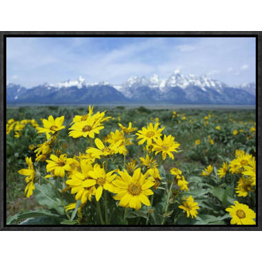 East Urban Home Balsamroot Sunflower Patch, Grand Teton National Park, Wyoming Framed Photographic Print on Canvas Size: 24 H x 32 W x 1.5 D