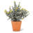 Arrangement in Pot