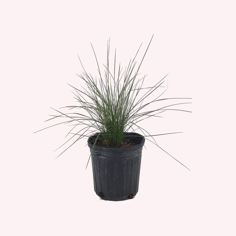 Pink Muhly Grass in 6-Inch Black Pot for Full Sun