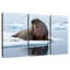 Morse sur glace-518711373