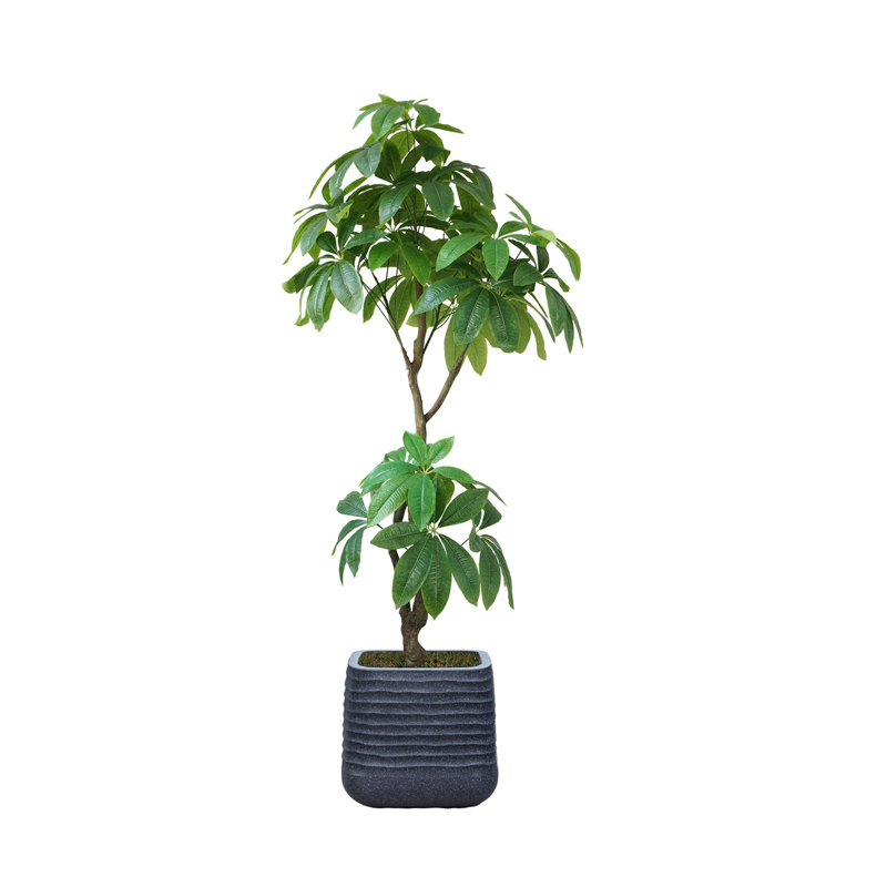 78,57 "Pachira Aquatica artificielle en pot | Arbre à fleurs, Noir