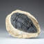 Genuine Single Metacanthina Issoumourensis Trilobite Fossil In Matrix (Large)