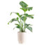 Noah 36" Live Bird of Paradise Plant in Planter