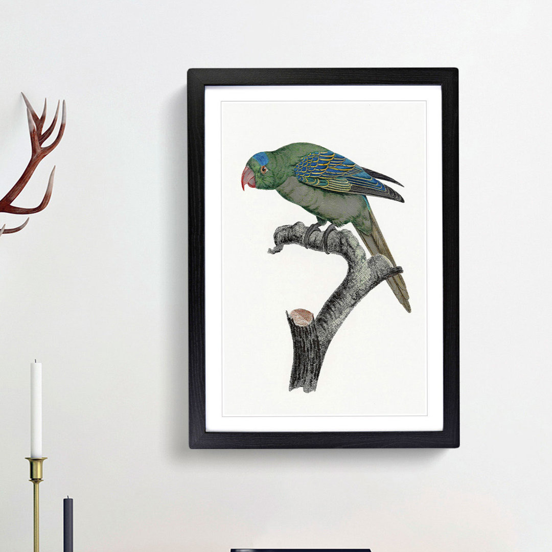 Blue Naped Parrot by F. Levaillant - Picture Frame Painting Print