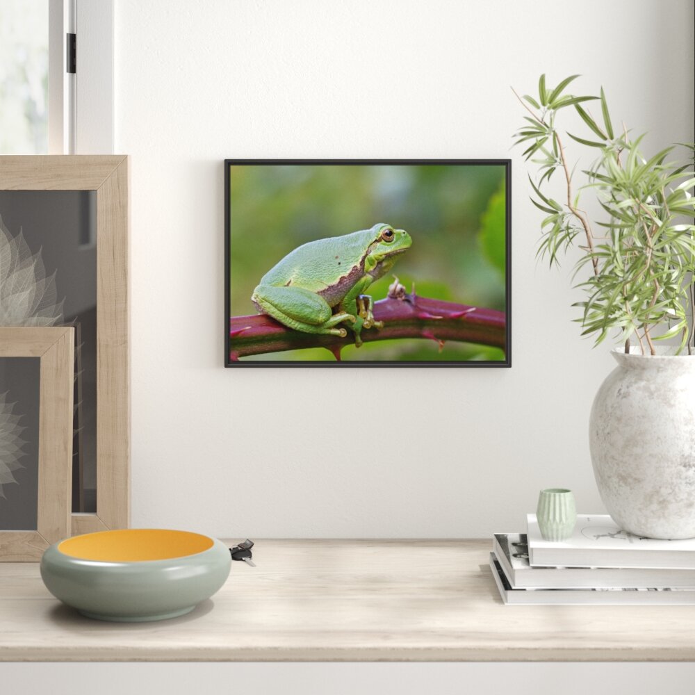 Gerahmtes Wandbild kleiner Frosch auf Dornenast