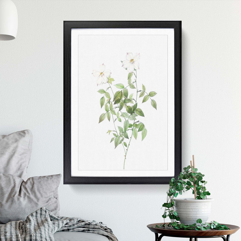White Blooming Roses by Pierre-Joseph Redoute - Framed Print, Black Framed, 48cm H x 36cm W x 2cm D