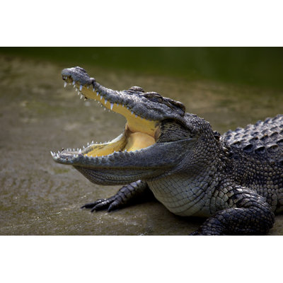 Crocodile's Head by Suthat_Chaitaweesap - Wrapped Canvas Print