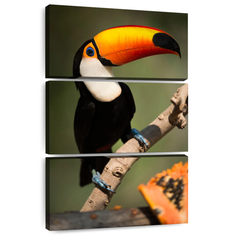 Toucan adorable Brampt, H 38 po x l 24 po