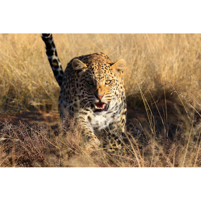 Angry Leopard, Namibia - Wrapped Canvas Print, 20cm H x 30cm W x 3.8cm D