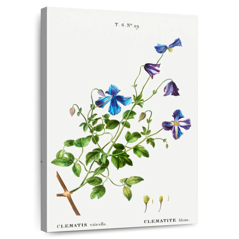 Harnek Clematis Viticella, 24" H x 16" W