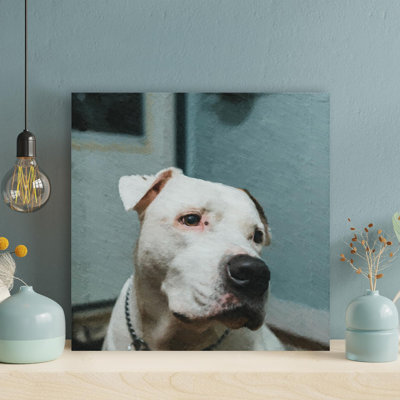 " White And Black American Pitbull Terrier Mix " Painting Print