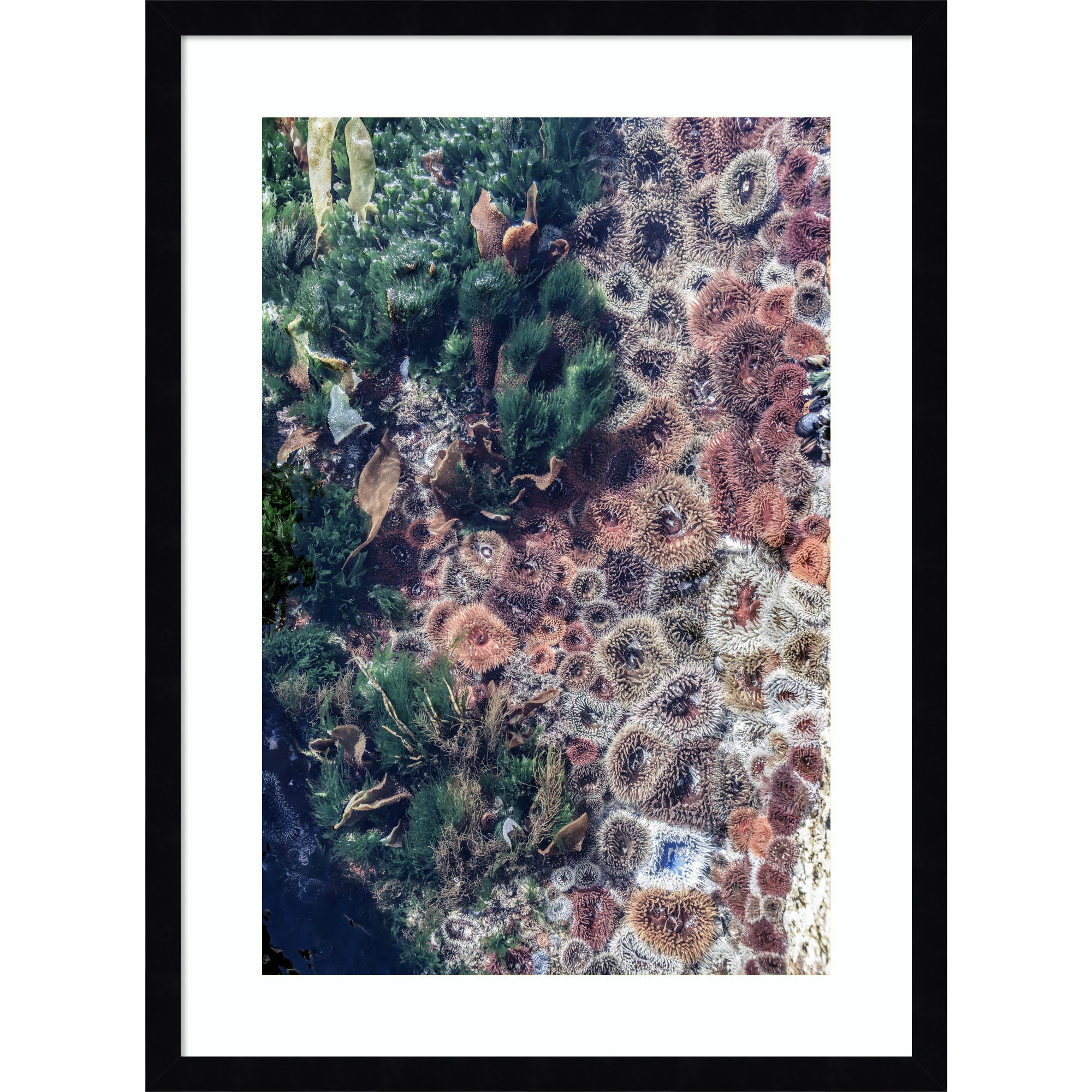 Ocean Curiosities by Shot by Clint Wood Framed Wall Art Print, Black, 25" H x 19" W